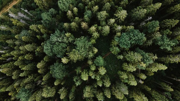 Wald von oben | © Olena Sergienko