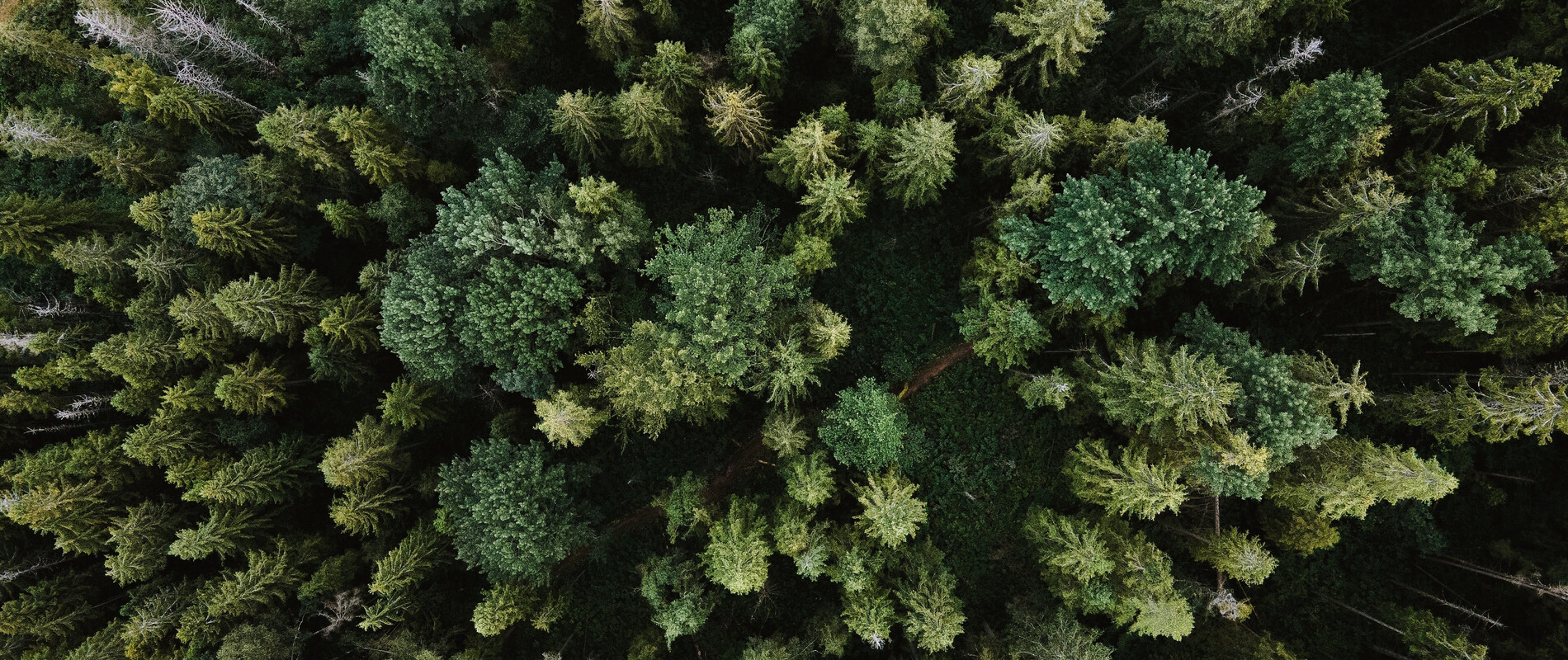 Kontakt forma | © Olena Sergienko