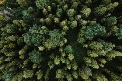 Wald von oben | © Olena Sergienko
